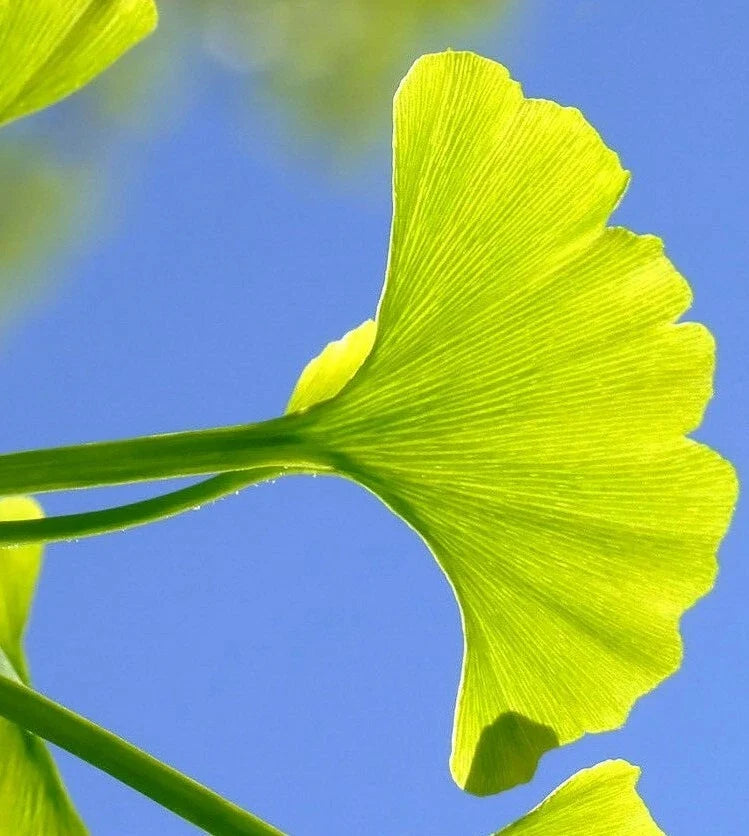 Ginkgo Biloba Cuttings 5+7 for Rooting and Grafting, Medicinal Tree, Ginkgo Tree Cuttings