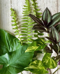 Rooted Plant Cuttings Set - 12 Pothos, Wandering Jew, Arrowhead, Ferns - Indoor Houseplants for Easy Care and Decoration