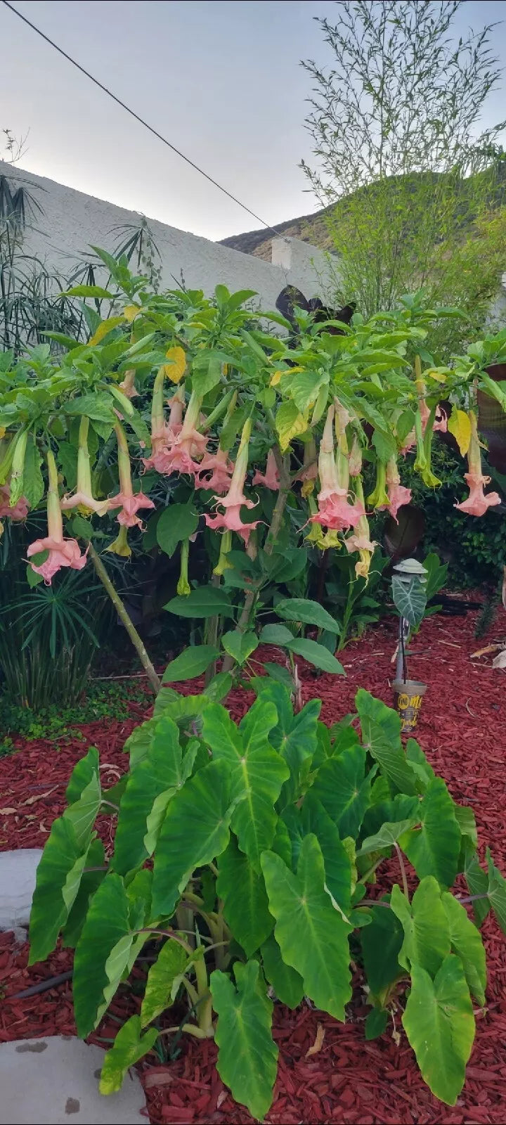 Angel Trumpet Plant 1 Gal Pot Tropical Brugmansia Fragrant Unique Flowers Rooted Random Variety