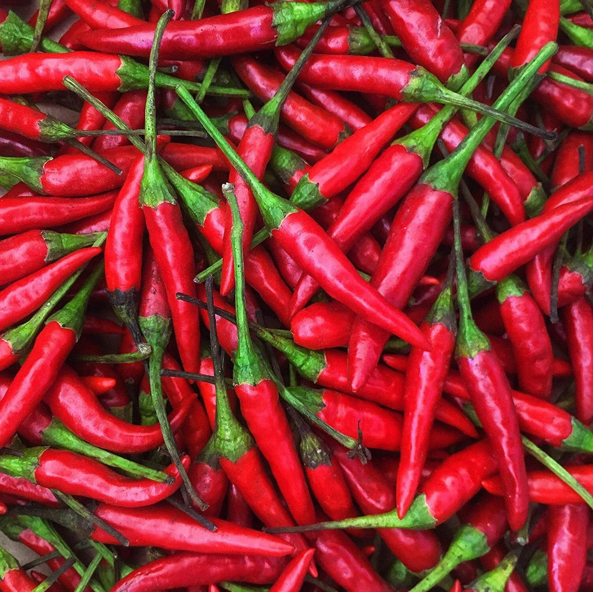 Thai Hot Pepper Seeds | Heirloom Non-GMO Variety | Capsicum annuum | Spicy Chili Seed Pack