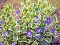 Variegated Vinca Vine Ground Cover Plants 12" - Live Perennial Plants (Vinca minor) - 4 Pack