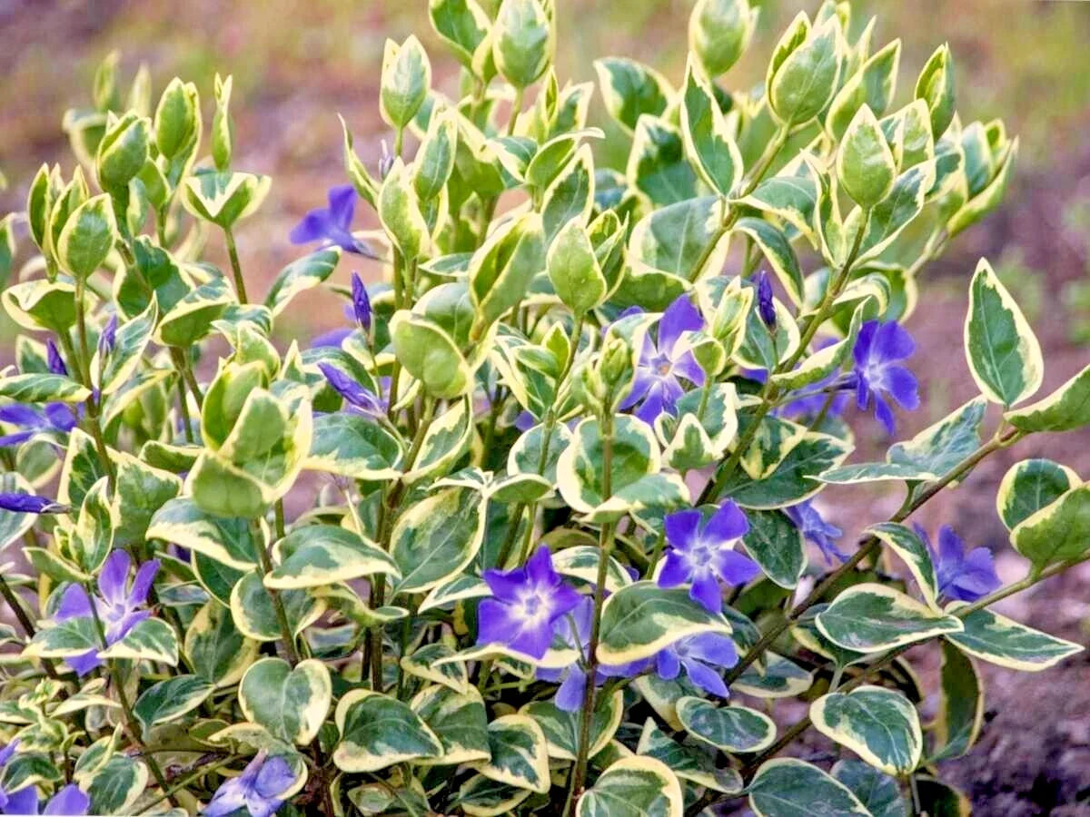 Variegated Vinca Vine Ground Cover Plants 12" - Live Perennial Plants (Vinca minor) - 4 Pack