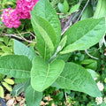African Bitter Leaf Live Starter Plant, Vernonia amygdalina, Medicinal Herb for Diabetes, Natural Health Benefits