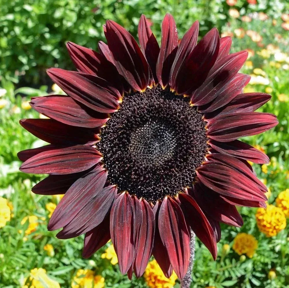 Chocolate Cherry Sunflower Seeds - 25+ Heirloom Organic NON-GMO - Rare Variety - Helianthus annuus