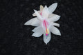 Christmas Cactus Starter Plant - Snow Fire - Schlumbergera Truncata