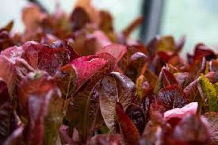 Organic Heirloom Seed - Premium Super Red Romaine Lettuce - Delicious Variety - Lactuca sativa