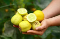 Lemon Cucumber Seeds - 50+ Heirloom, Organic, Non-GMO - Fresh, Rare Variety - Cucumis sativus