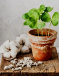 50+ White Cotton Seeds, Germination Tested, Easy to Grow, Gossypium - Fast Growth, USA