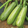 Grey Zucchini Squash Seeds | Mexican Gray Calabacita Courgette Kousa | Heirloom Variety 2025