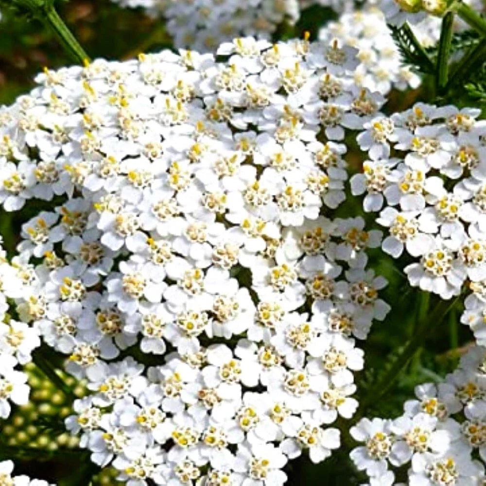 White Yarrow Seeds | Heirloom NON-GMO | Fresh Garden Seeds | Achillea millefolium
