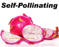 Rooted Plants 5-Pack Vietnamese Dragon Fruit White Flesh Pitaya Self Pollinating (Pitaya)