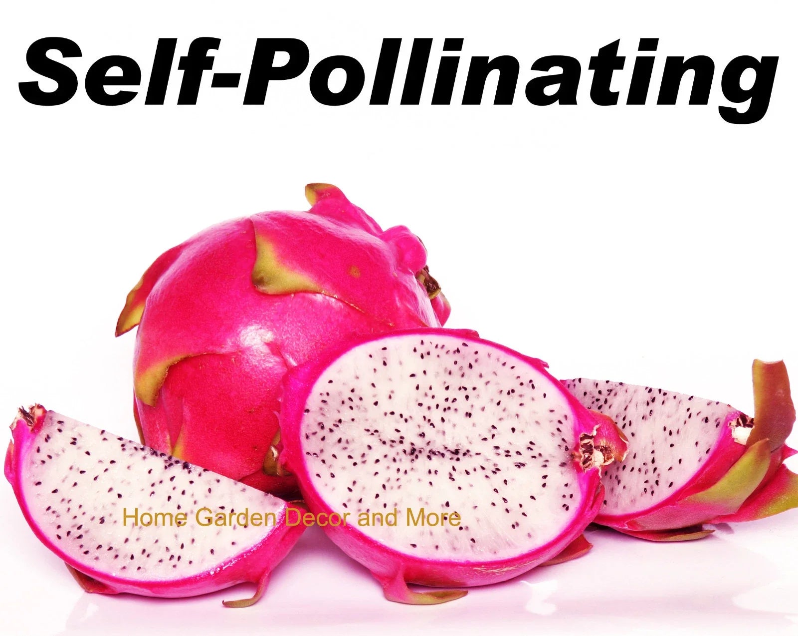 Rooted Plants 5-Pack Vietnamese Dragon Fruit White Flesh Pitaya Self Pollinating (Pitaya)