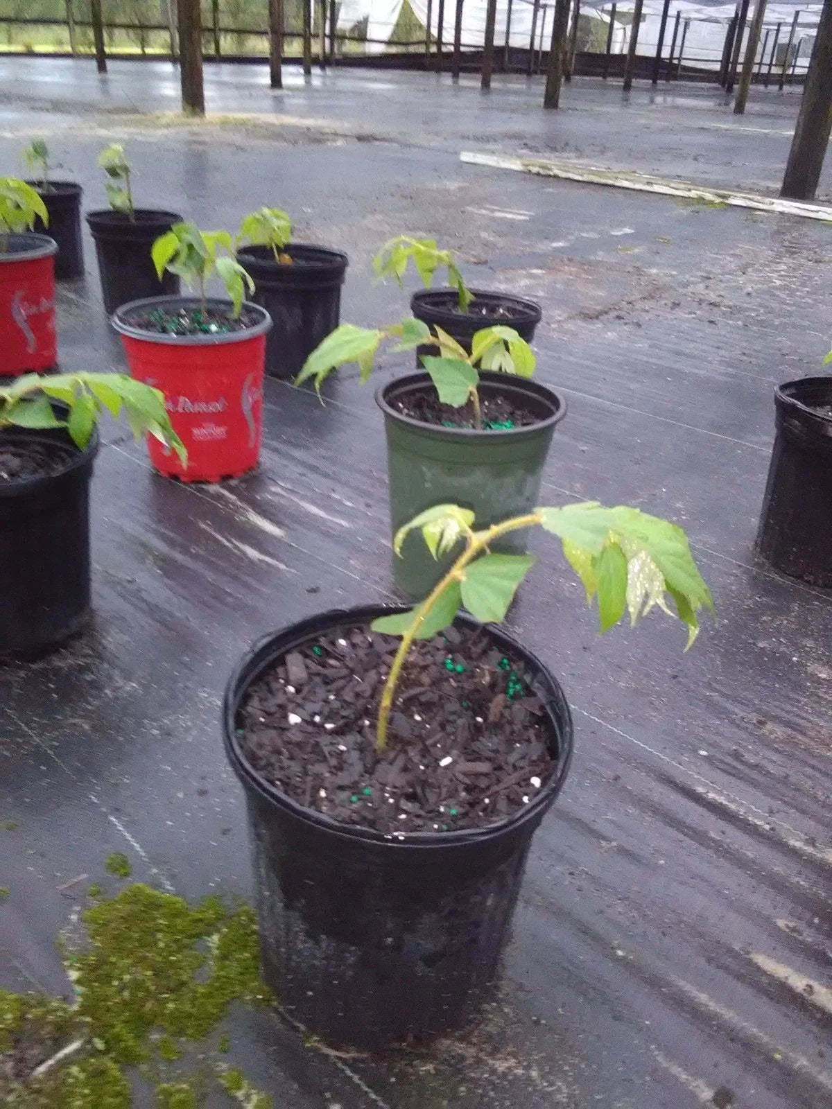 Muntingia Calabura Live Plant 10 Pack - Rare Strawberry Tree - Tropical Fruit Plant