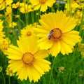 Lance Leaf Coreopsis Seeds | 200-4000 Seeds | Non-GMO | Coreopsis lanceolata