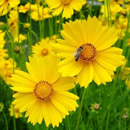 Lance Leaf Coreopsis Seeds | 200-4000 Seeds | Non-GMO | Coreopsis lanceolata