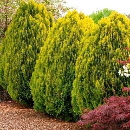 Golden Oriental Arborvitae Tree Seeds - 30 Count - Platycladus orientalis - Ideal for Planting and Landscaping