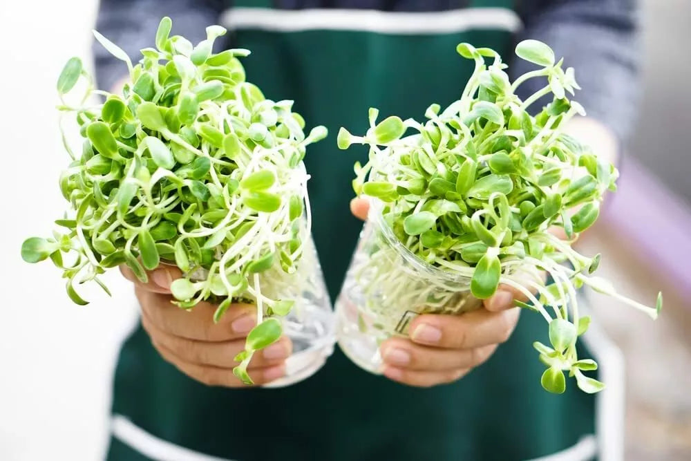 Sunflower Sprout Seeds 200 Count - Grow Tasty Sprouts in Water - Helianthus annuus