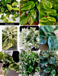 Pathos Cuttings - 3 Varieties: Marble, Golden, N'Joy - 3 Inch Pot - Epipremnum aureum