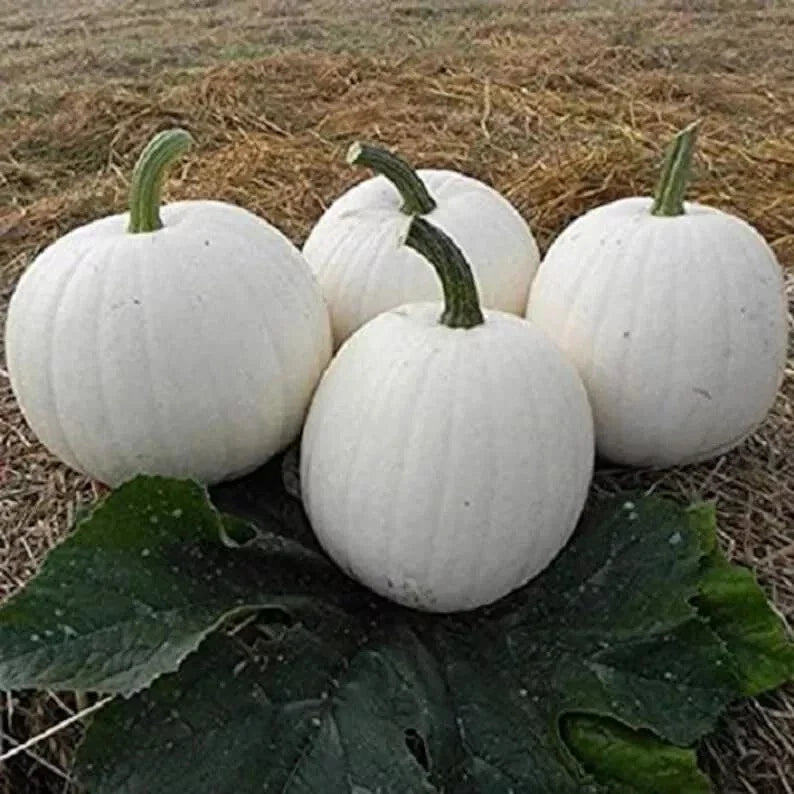 Casper White Pumpkin Seeds - 10 Pack - Non-GMO - Rare Variety - Cucurbita pepo