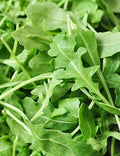 Organic Roquette Arugula Seeds - 500+ Count - Salad Rocket Garden Green - USA Grown (Eruca sativa)