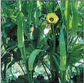 Okra Seeds, Heirloom Clemson Variety, Non-GMO, 25+ Seeds, Ideal for Home Garden, Abelmoschus esculentus