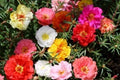 Moss Rose Seeds - 1000 Seeds Double Mix - Portulaca grandiflora - Vibrant Colors - GroCo