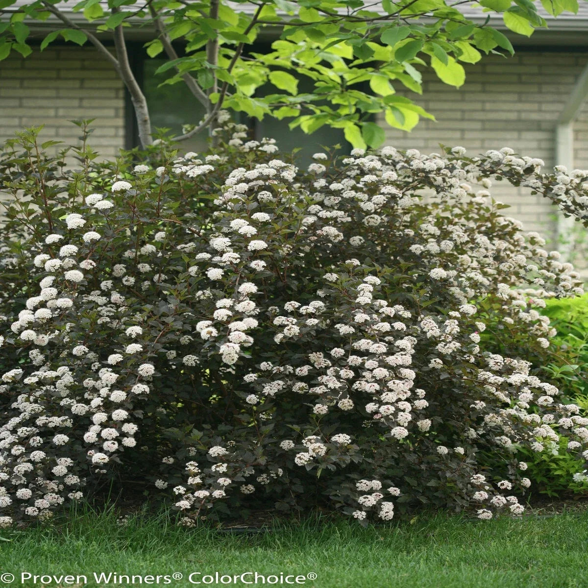 Ninebark Live Plant 12-18 Inches Bare Root Set of 2 Physocarpus opulifolius