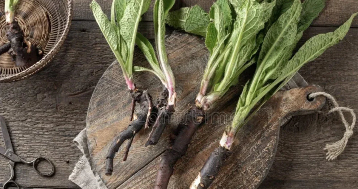 Comfrey Bocking 14 Rooted Crowns (5) - Deer Resistant, Non-Spreading Herbal Plant - Symphytum × uplandicum