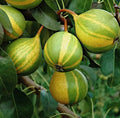 Extra Rare Schweizer Hosen Pear Cuttings - 5 for Grafting or Rooting - Pyrus communis