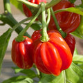 Red Scotch Bonnet Pepper Seeds | Heirloom Non-GMO | Capsicum chinense | 1007
