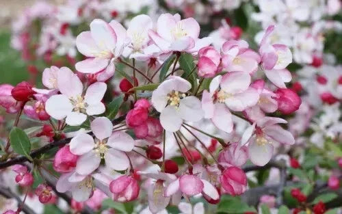 Malus floribunda Crabapple 25 Seeds - for Garden Planting - USA Grown