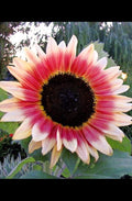 Strawberry Blonde Sunflower Seeds - 20 Seeds - Pink Variety - Helianthus Annuus