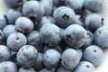 Southern Blueberry Seeds Bulk 1000 Count, Evergreen Shrub, Heat Tolerant, Vaccinium ashei