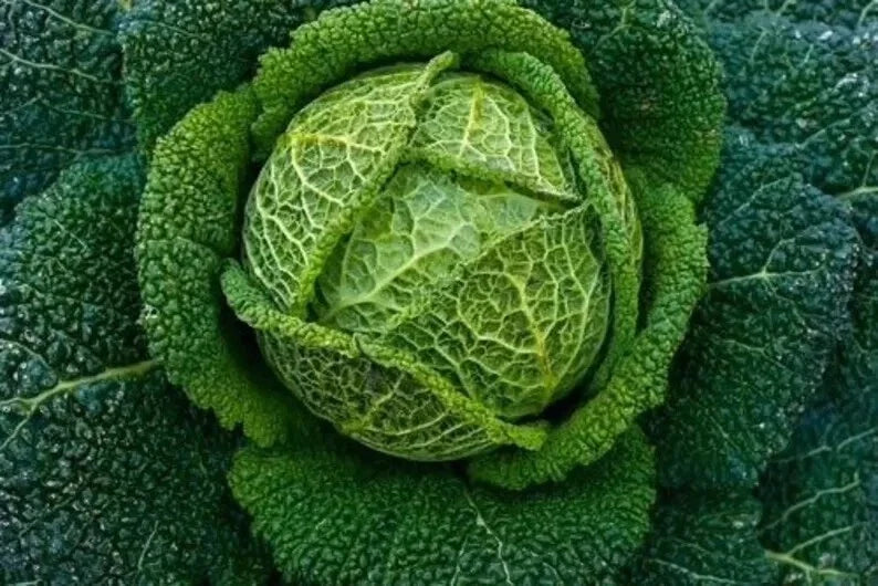 Savoy Perfection Cabbage Seeds 500+ Heirloom NON-GMO Fresh Seeds (Brassica oleracea var. sabauda)