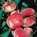 Rare Sweet BIG Japanese Donut Peach Cuttings for Rooting or Grafting - Prunus persica 'Doughnut Peach'