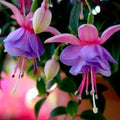 Fuchsia Seeds 50pcs/bag Potted Flowers Bonsai Seeds Fuchsia magellanica