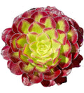Rare Variegated Aeonium Mardi Gras Succulent Cutting 3-4 Inches - Live Plant for Home Decor, Garden, or Collection