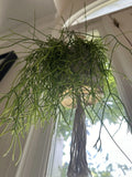 Mistletoe Cactus Cutting | Rhipsalis baccifera | Unique Indoor Plant Decoration