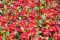 Primula Mala Seeds - 100 Count - Red GL - Primula mala - Hardy Perennial Flower Seeds for Gardening