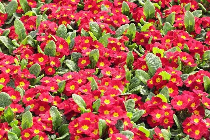 Primula Mala Seeds - 100 Count - Red GL - Primula mala - Hardy Perennial Flower Seeds for Gardening