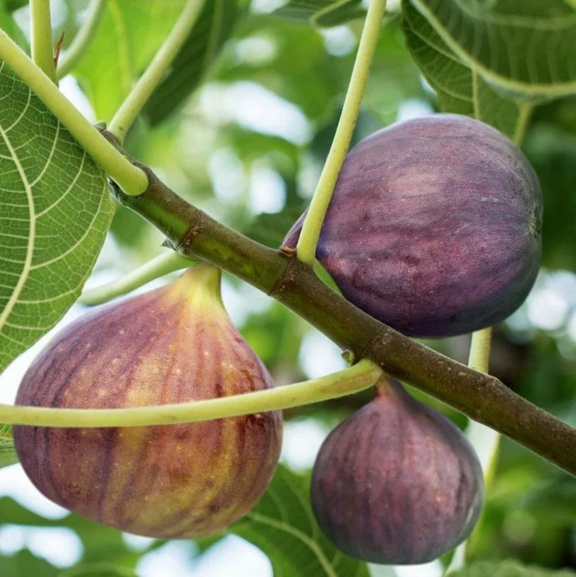 Brown Turkey Fig Cuttings - 9 Unrooted Stem Cuttings (6-8 inches) - Ficus carica - Cold Hardy, Propagation-Friendly