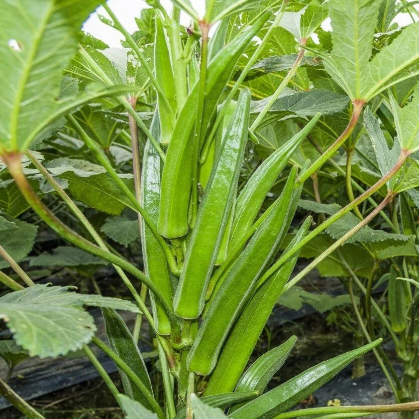 Clemson Spineless Okra Seeds | Southern Ochro Vegetable Seeds | 2025 Garden Planting Variety