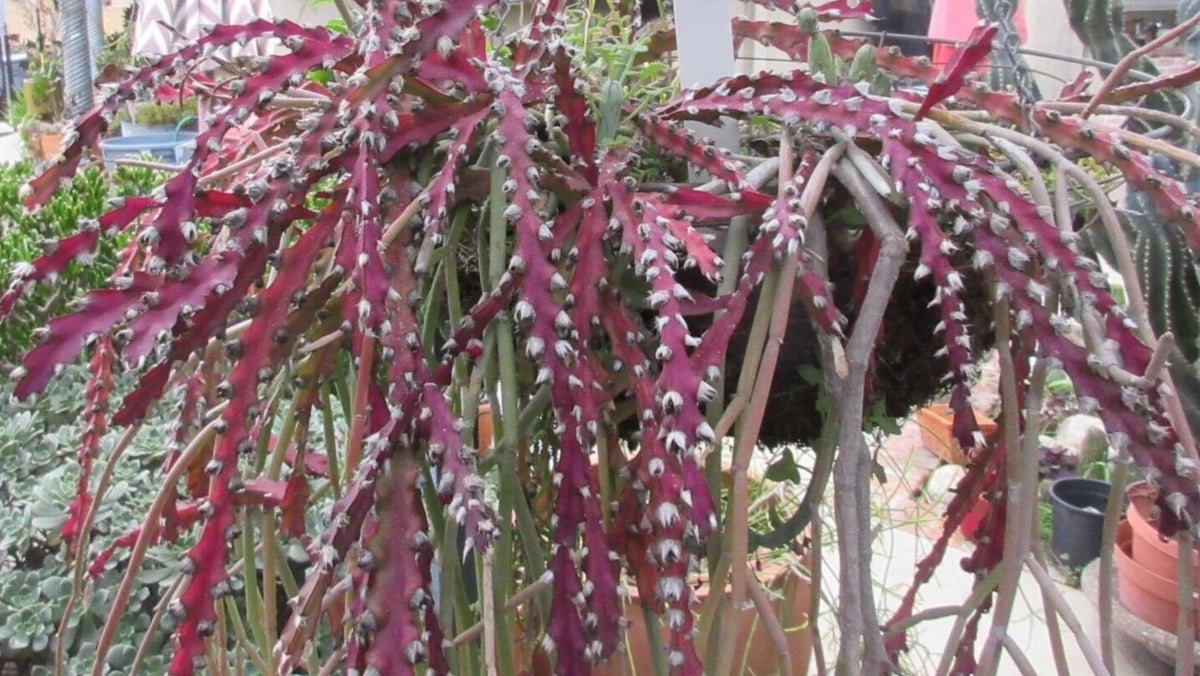Rhipsalis Cutting 10" Long Red Clone Cactus Lepismium Cruciforme - Succulent Houseplant for Indoor Gardening