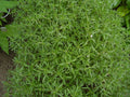 Summer Savory Herb Seeds, 510 Count - Satureja hortensis, Aromatic Culinary Herb for Cooking and Gardening