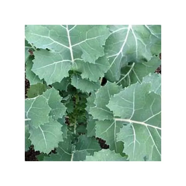 Premier Kale Seeds - 2,000 Count, Early Hanover Non-GMO Heirloom, Organic Vegetable Seeds for Home Gardening