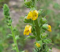 Wand Mullein Seeds | 25 Pack | Verbascum virgatum | Florida Grown | Wild Harvested