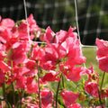 Elegance Watermelon Sweet Pea Seeds - 50+ Pack - Lathyrus odoratus - Non-GMO Garden Seeds - USA