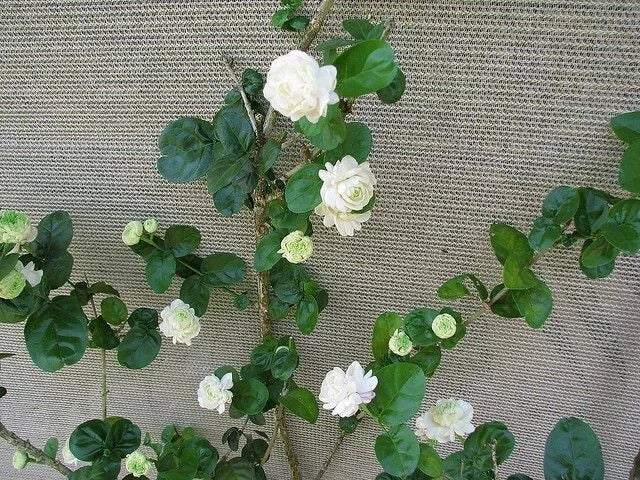 Grand Duke of Tuscany Jasmine Plant - Small Rooted Starter - Jasminum Sambac - Fragrant Flowering Indoor/Outdoor Plant