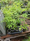American Elderberry Tree Live Plant - Sambucus canadensis - Fully Rooted, Edible Berries, Attracts Wildlife