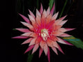 Epiphyllum Orchid Cactus Cutting - Kiwi Beloved Variety - Unique Houseplant for Indoor Gardens, Exotic Greenery